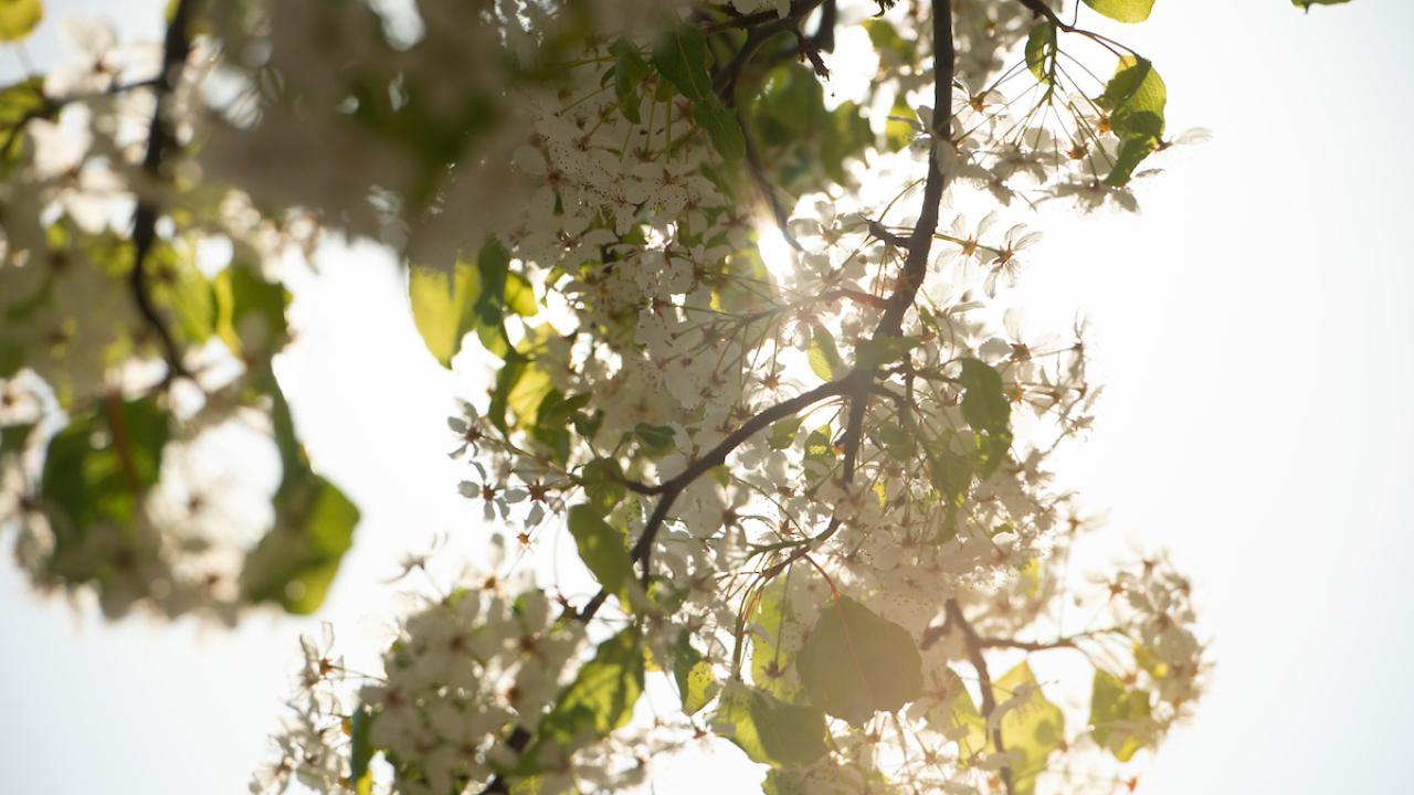 flowers on a tree with light shining through.